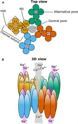 TRPM3 in Brain (Patho)Physiology